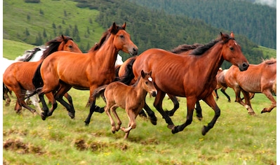Papermoon Fototapete »Wild Horses« kaufen