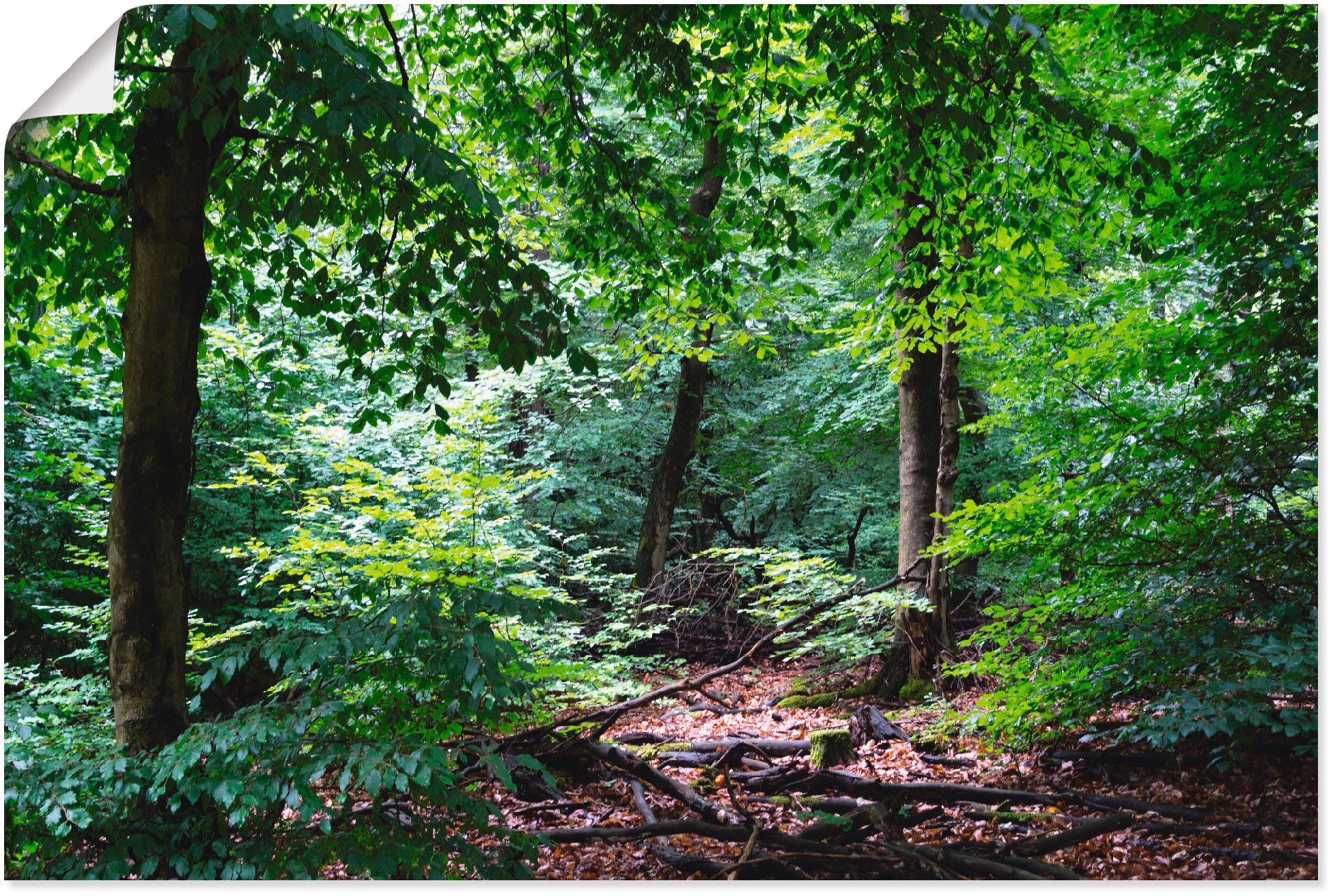 Artland Wandbild »Buchenwald im Sommer«, Wald, (1 St.), in vielen Größen & Produktarten - Alubild / Outdoorbild für den Außenbereich, Leinwandbild, Poster, Wandaufkleber / Wandtattoo auch für Badezimmer geeignet