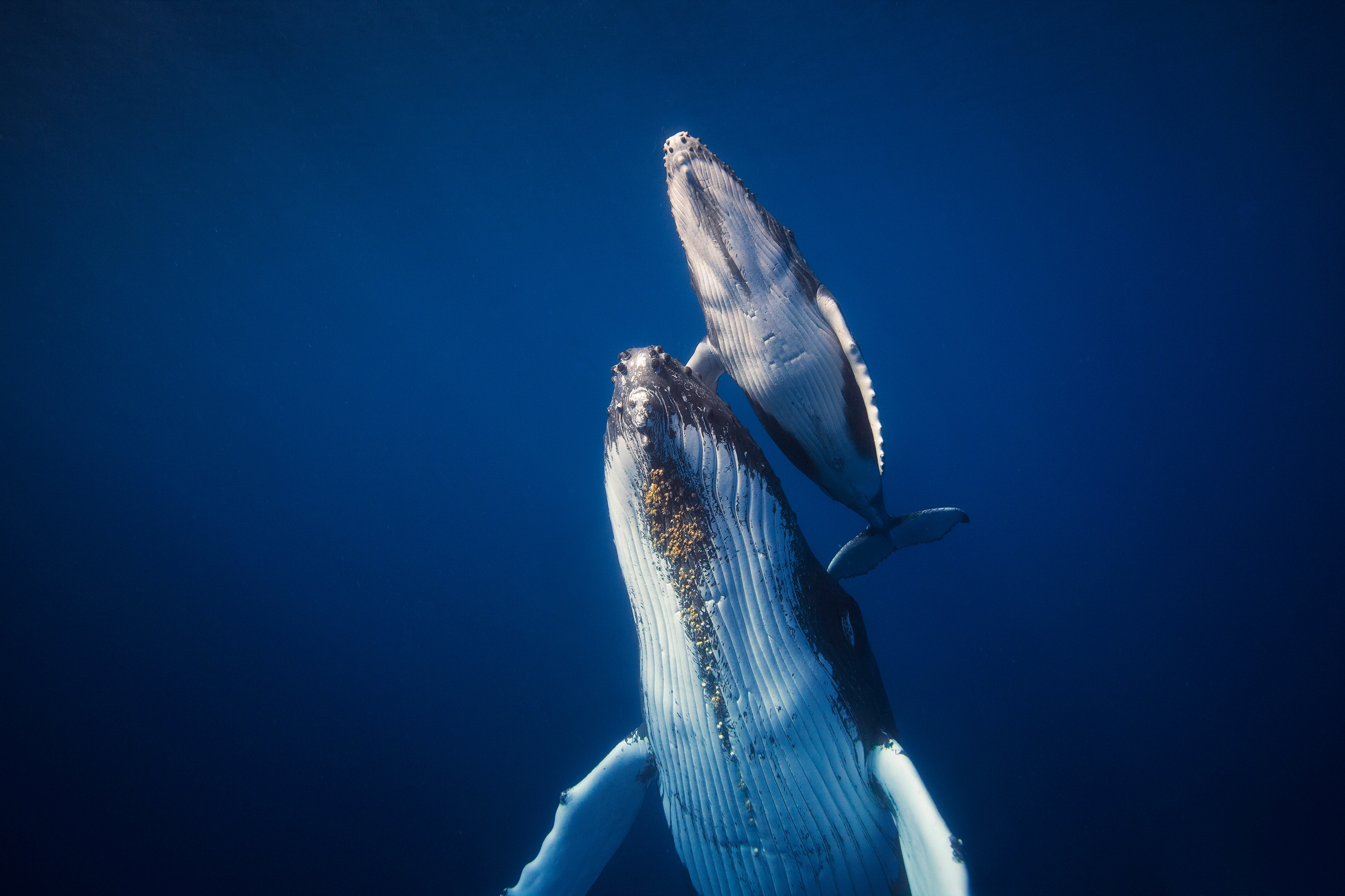 Papermoon Fototapete »Photo-Art  BARATHIEU GABRIEL, KOMM ZURÜCK ZUR OBERFLÄCHE«