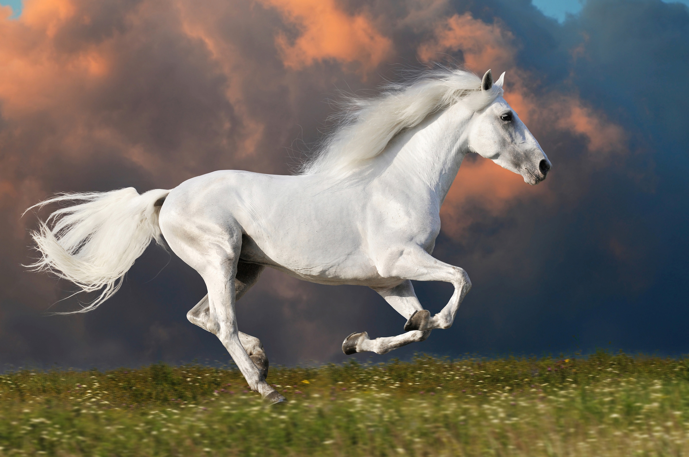 Papermoon Fototapete »PFERD IM GALOPP-RUNNING HENGST WEIß WIESE HIMMEL WOLKEN«