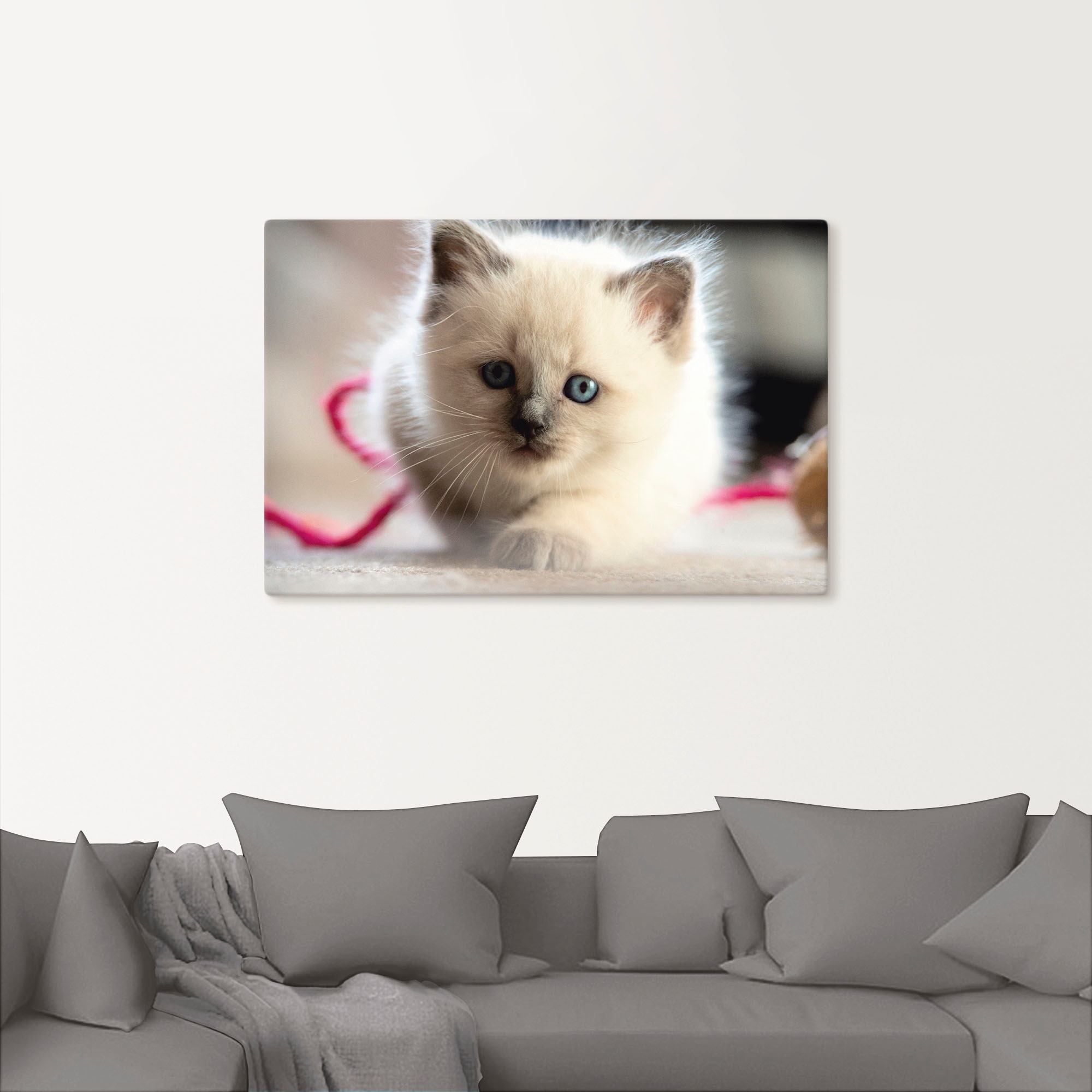 Artland Wandbild »Heilige Birma Katze (1 im Poster Alubild, im Shop Größen bestellen versch. in Leinwandbild, Online Wandaufkleber St.), Spiel«, als Katzenbilder, oder OTTO