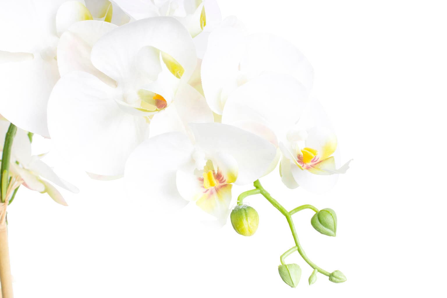 Botanic-Haus Kunstorchidee »Orchidee Bora«, (1 OTTO im Shop Online bestellen St.)