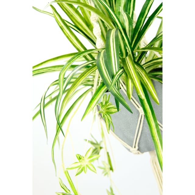 I.GE.A. Künstliche Zimmerpflanze »Wasserlilie«, (1 St.), im Kunststofftopf,  mit Hängeampel im OTTO Online Shop