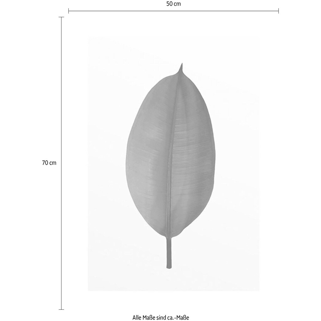 Komar Poster »Ficus Leaf«, Pflanzen-Blätter, Höhe: 50cm