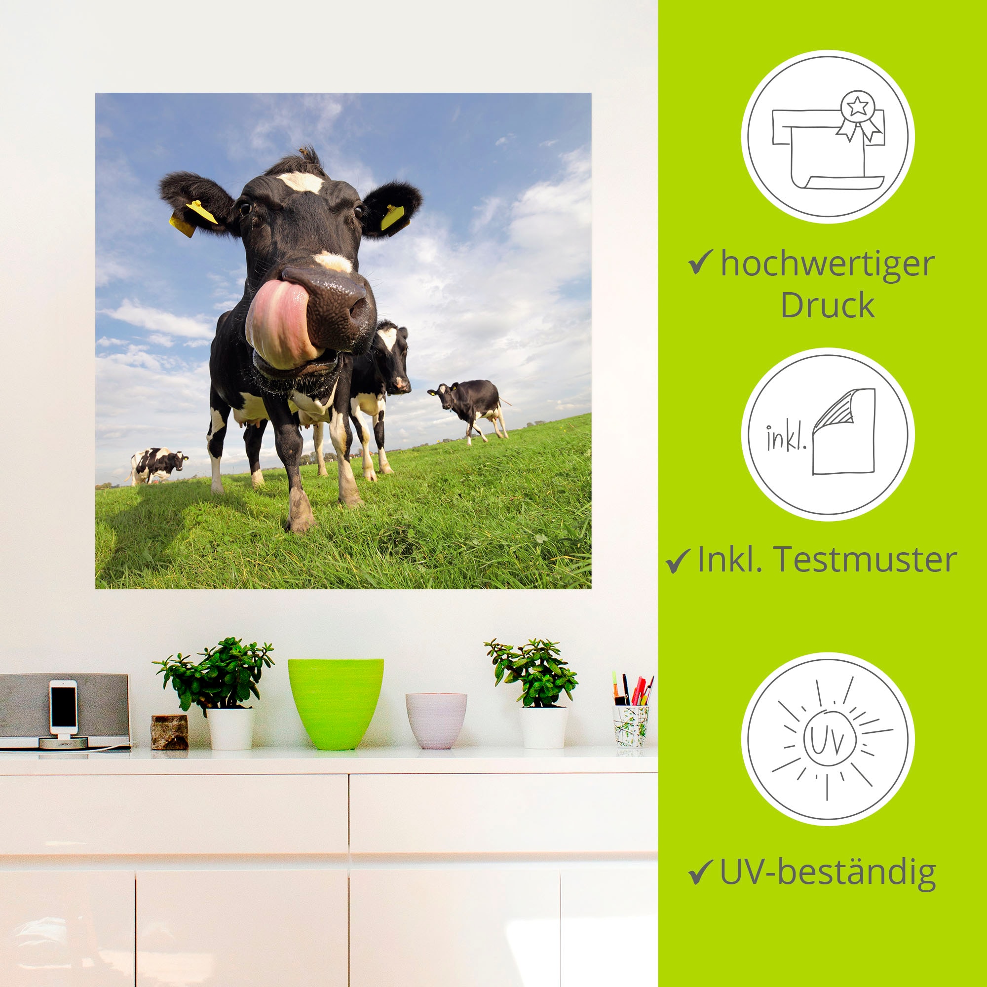 Artland Wandbild »Holstein-Kuh mit gewaltiger Zunge«, Haustiere, (1 St.), als Alubild, Outdoorbild, Leinwandbild, Poster, Wandaufkleber