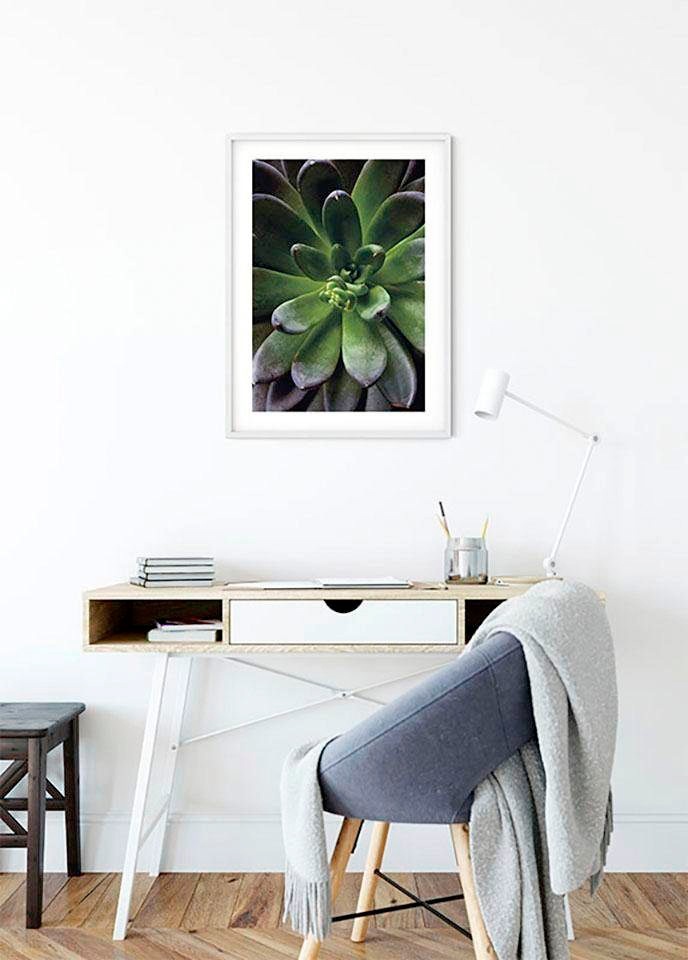 Komar Bild »Succulent Single«, Pflanzen-Blätter, (1 St.), Wandbild zur Dekoration - ohne Rahmen