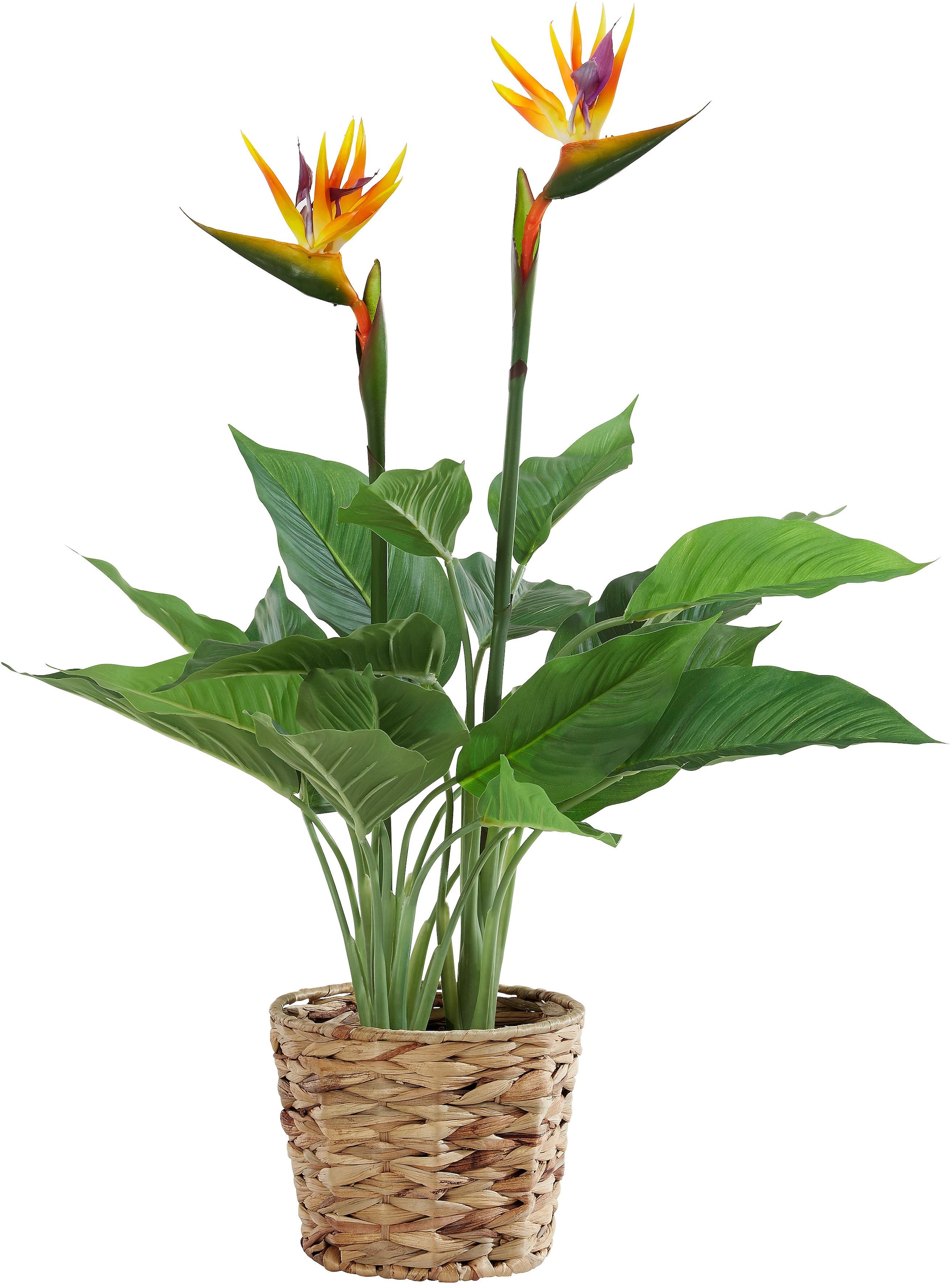 I.GE.A. Kunstpflanze »Strelitzienpflanze in Wasserhyazinthentopf«, (1 St.)  im OTTO Online Shop