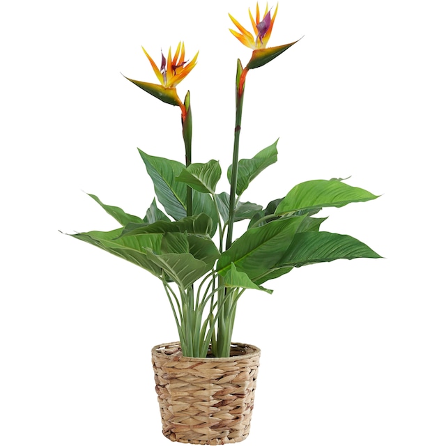 I.GE.A. Kunstpflanze »Strelitzienpflanze in Wasserhyazinthentopf«, (1 St.)  im OTTO Online Shop