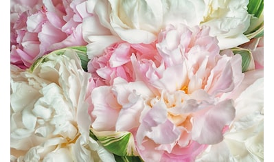 Papermoon Fototapete »Blooming Peonies« kaufen