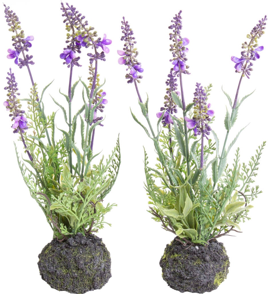 Shop »Lavendel«, 2 Zimmerpflanze im OTTO (Set, Online Künstliche kaufen Botanic-Haus St.)