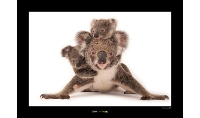 Komar Poster »Koala«, Tiere, Höhe: 40cm kaufen