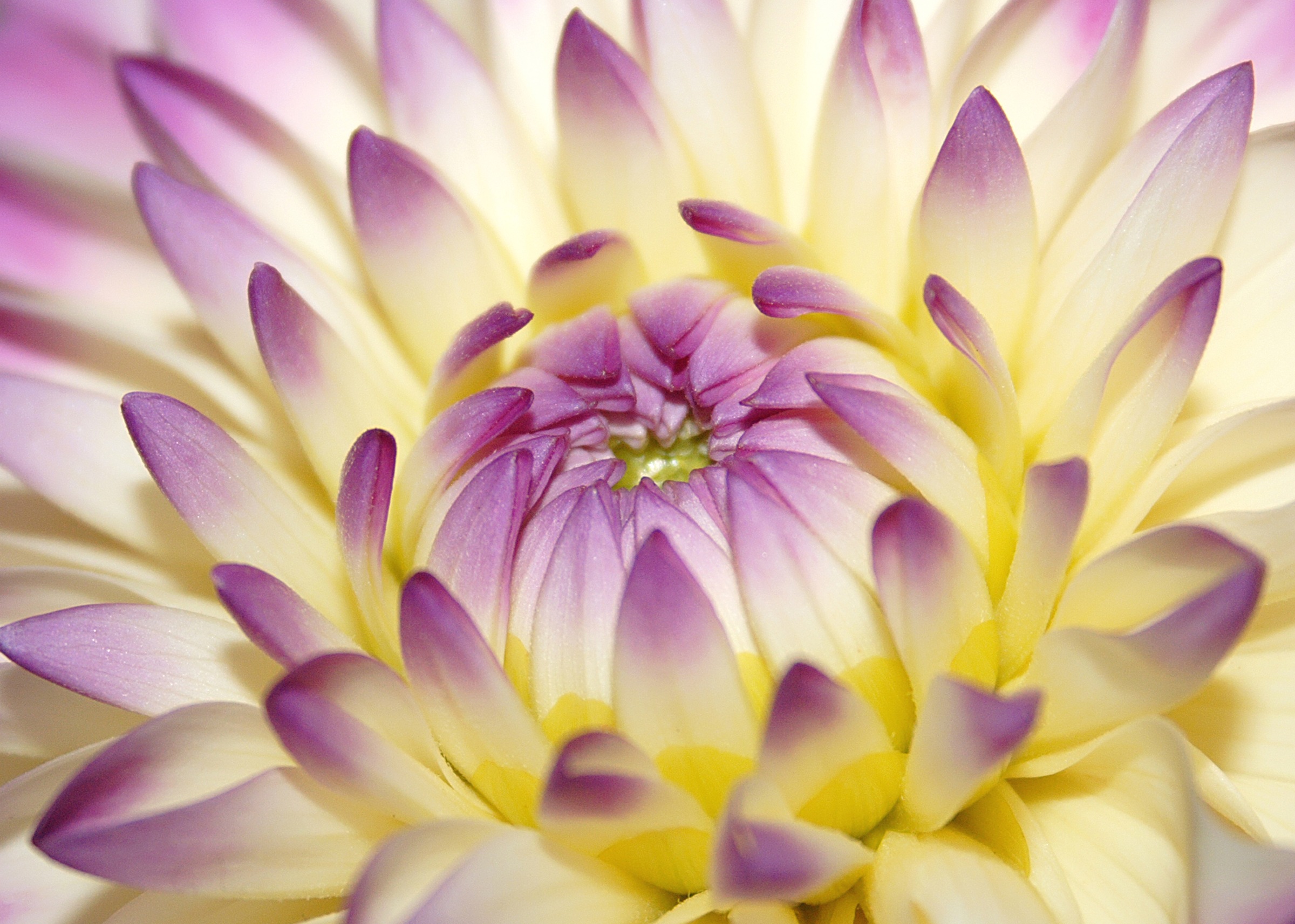 Papermoon Fototapete »Macro Pink Flower«