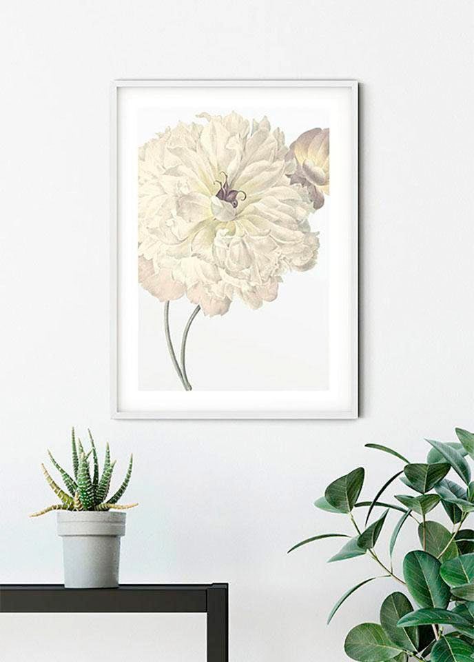 Komar Bild »Illustration Dahlia« 1 Stk. tlg. Wandbild zur Dekoration - ohne Rahmen