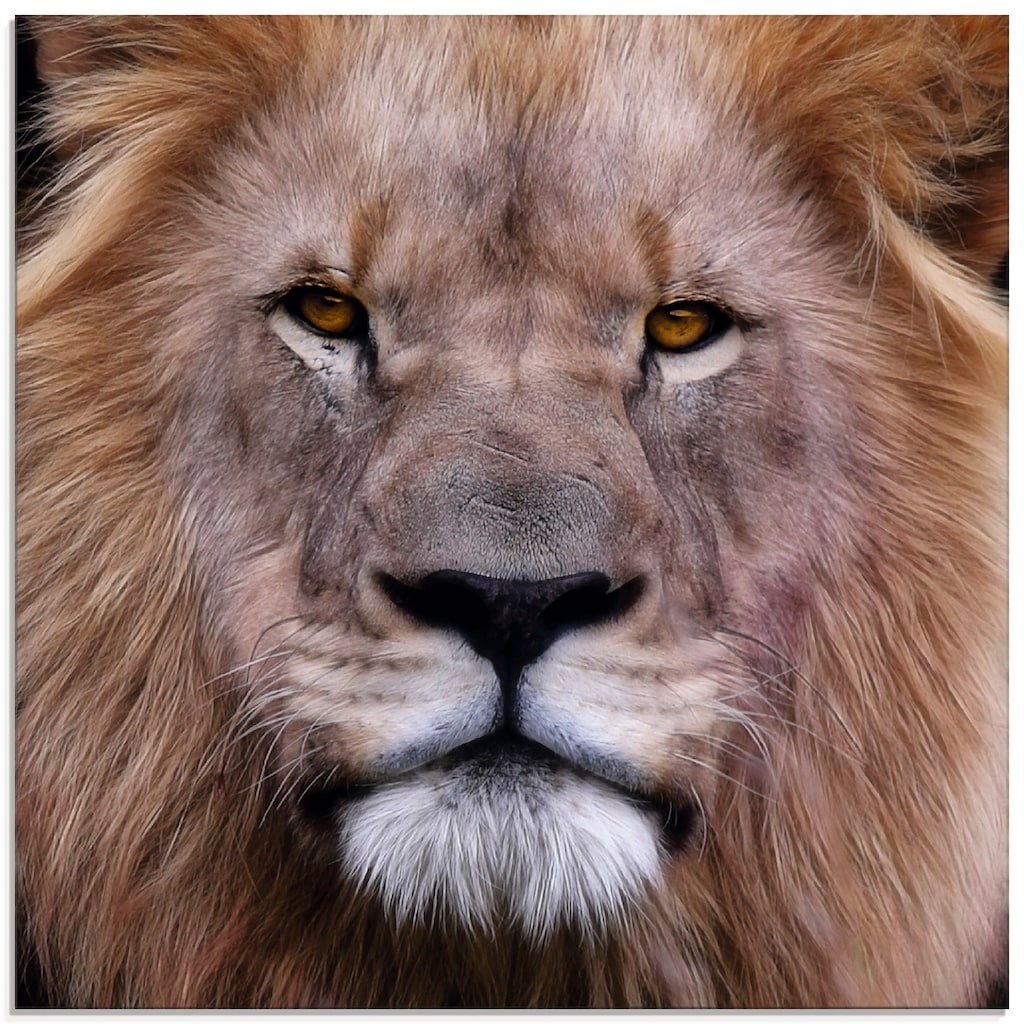 Artland Glasbild »König der Löwen«, Wildtiere, (1 St.)