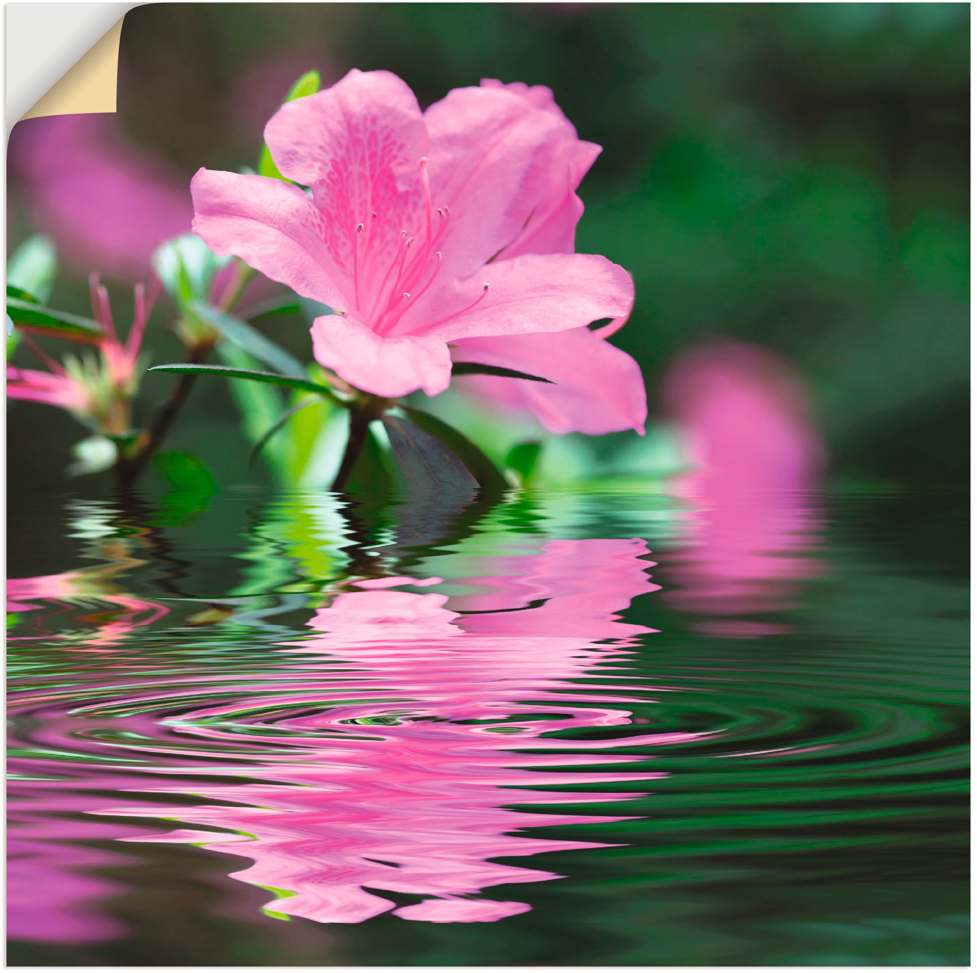Artland Wandbild »Azalee«, Blumen, (1 St.), in vielen Größen & Produktarten - Alubild / Outdoorbild für den Außenbereich, Leinwandbild, Poster, Wandaufkleber / Wandtattoo auch für Badezimmer geeignet