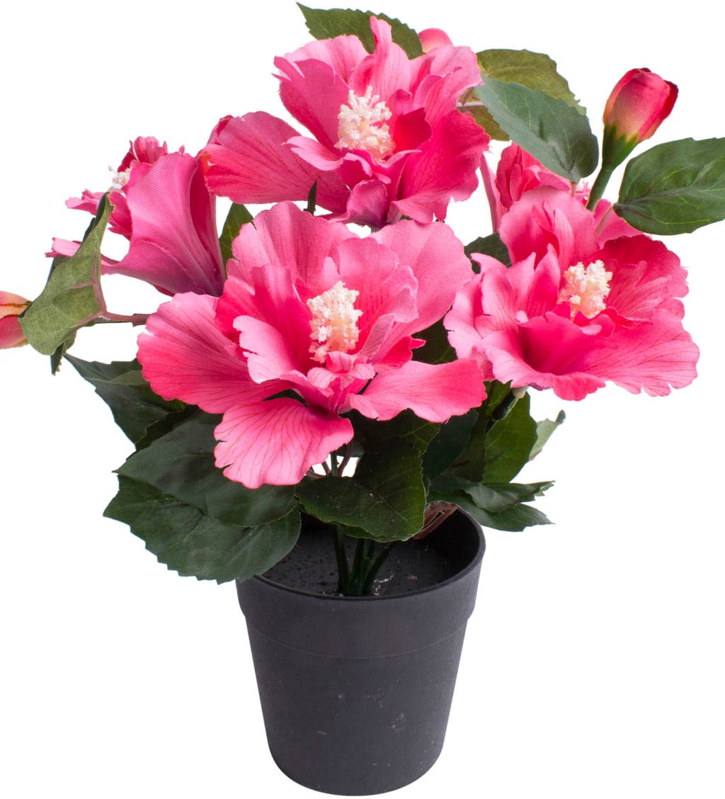 Botanic-Haus Kunstblume »Hibiskus im Topf«, (1 St.) kaufen