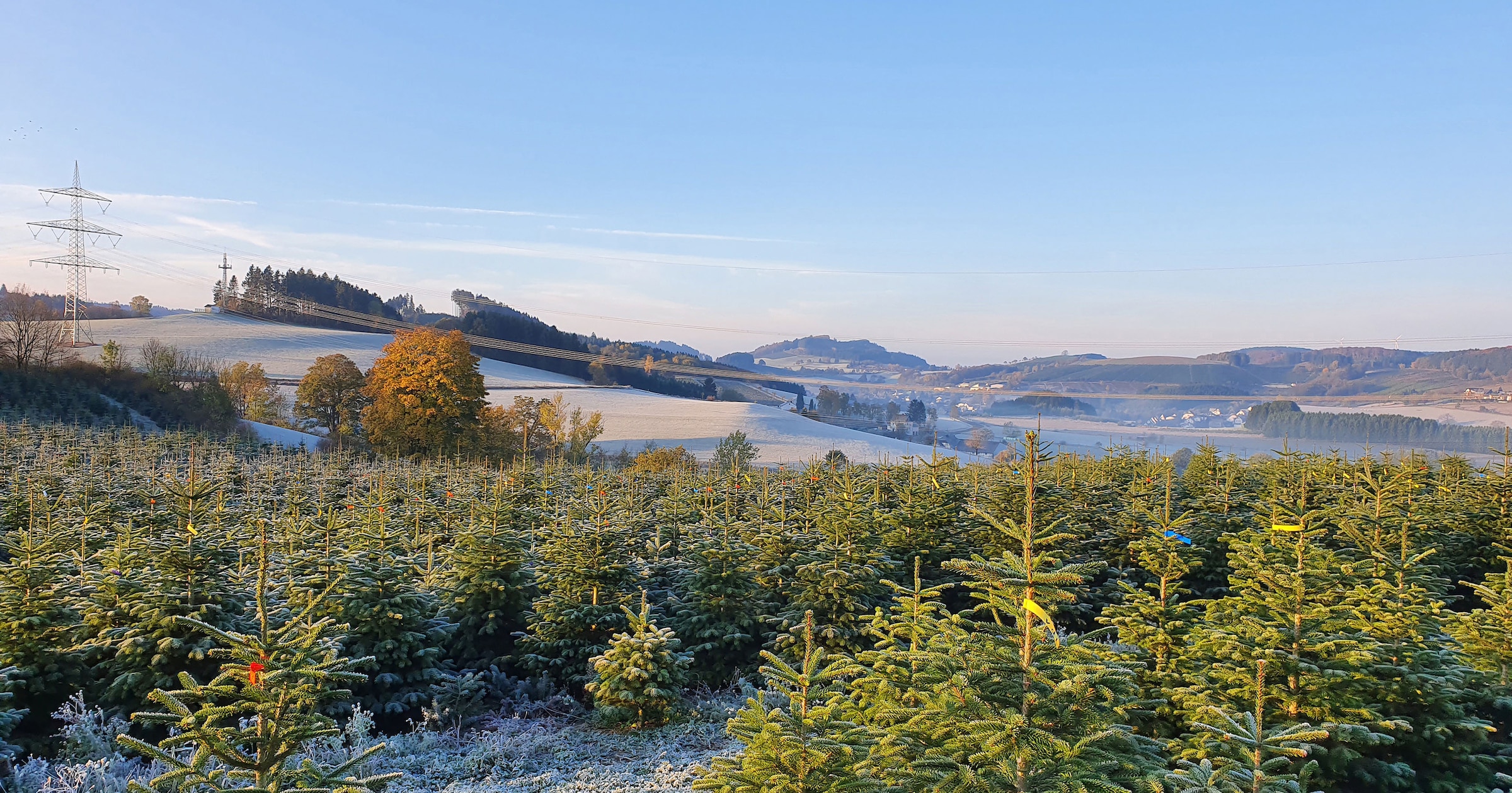 Weihnachtsbaumland Echter Weihnachtsbaum »Nordmanntanne inkl. Mini-Baumständer, Weihnachtsdeko«, Nordmanntanne, Höhe ca. 100 bis 120 cm