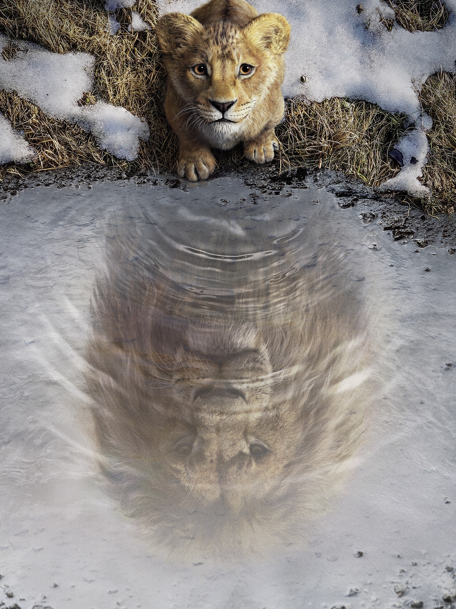 Komar Wandbild »Disney Mufasa The Lion King«, Disney, (Set, 1 St.), 30 x 40 cm (Breite x Höhe) - Kinderzimmer, Dekoration