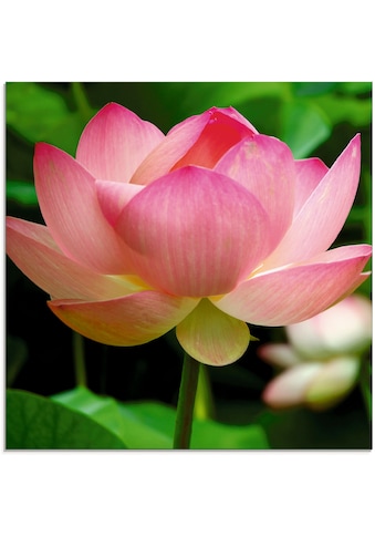 Artland Glasbild »Lotus - Seerose«, Blumen, (1 St.) kaufen