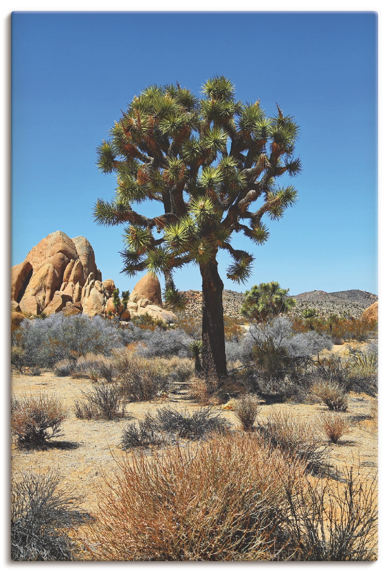 Artland Leinwandbild »Joshua Tree in der Mojave Wüste III«, Wüste, (1 St.), auf Keilrahmen gespannt