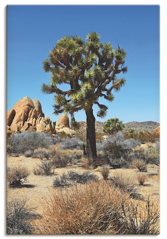 Leinwandbild »Joshua Tree in der Mojave Wüste III«, Wüste, (1 St.)