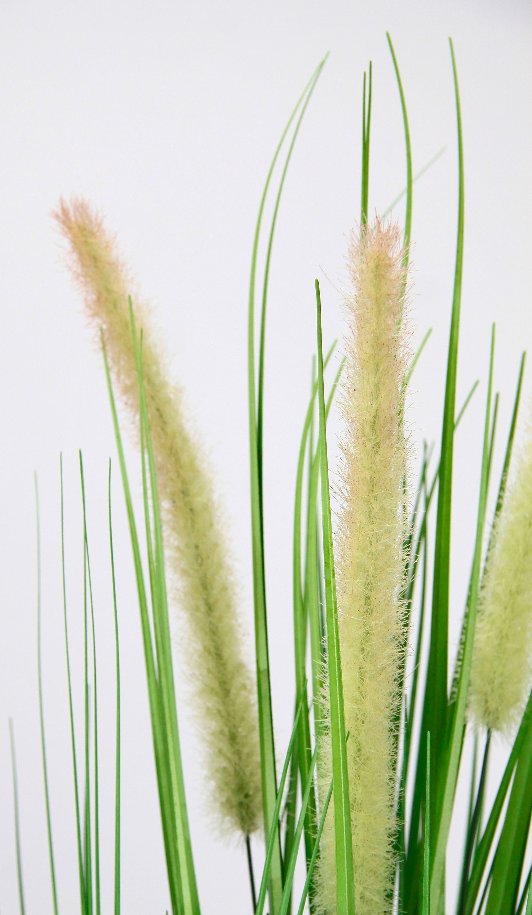 I.GE.A. Kunstpflanze »Fuchsschwanzgras« Mit Übertopf Kunstgras Deko Borstenhirse Panicoideae Süßgräser Setaria