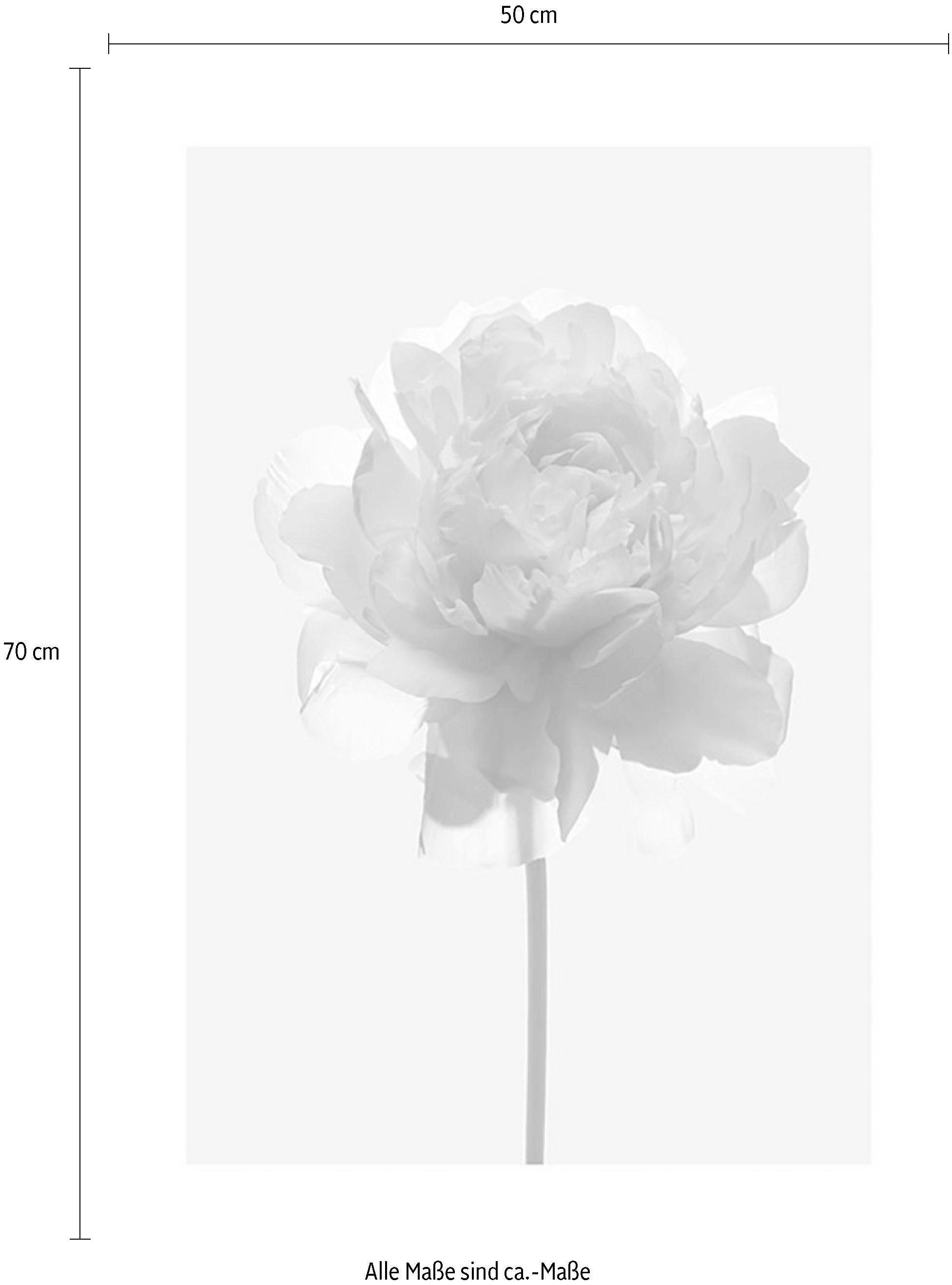 Komar Poster »Rose«, Blumen, Shop St.), im Schlafzimmer, (1 Online OTTO Wohnzimmer Kinderzimmer
