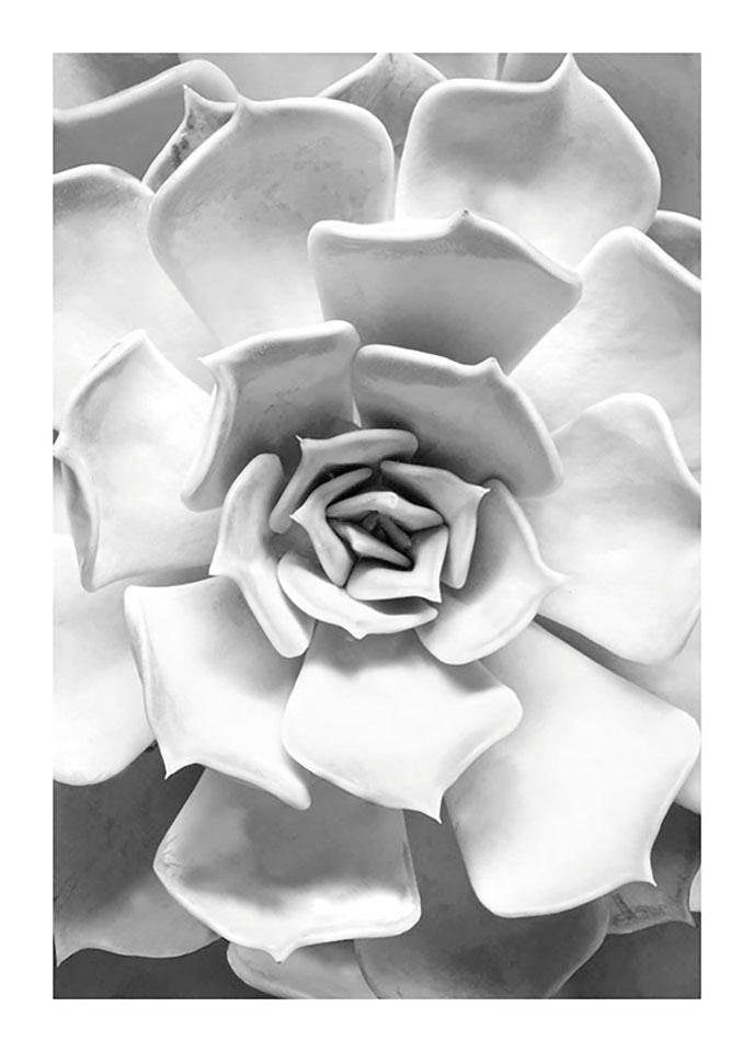 Komar Bild »Succulent Closeup« Blätter | Pflanzen 1 Stk. tlg. Wandbild zur Dekoration - ohne Rahmen