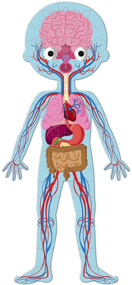 Janod Konturenpuzzle »Der menschliche Körper«