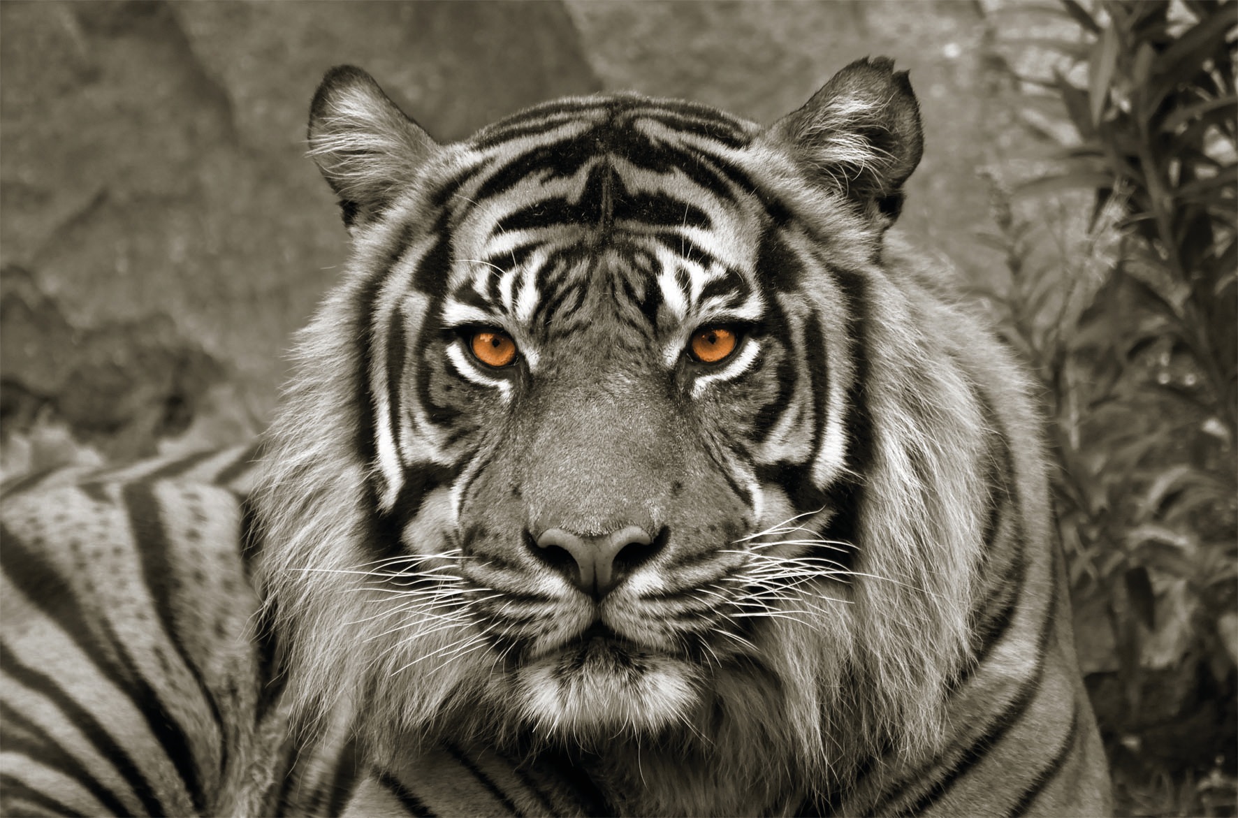 Bönninghoff Leinwandbild »Tiger«, (1 St.)