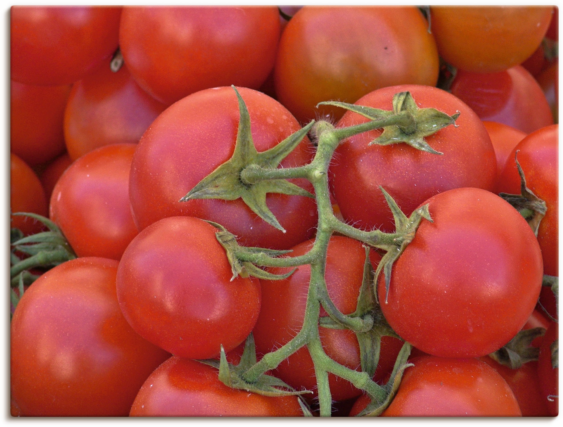 Artland Wandbild »Leckere Strauchtomaten«, Lebensmittel, (1 St.), in vielen Größen & Produktarten - Alubild / Outdoorbild für den Außenbereich, Leinwandbild, Poster, Wandaufkleber / Wandtattoo auch für Badezimmer geeignet