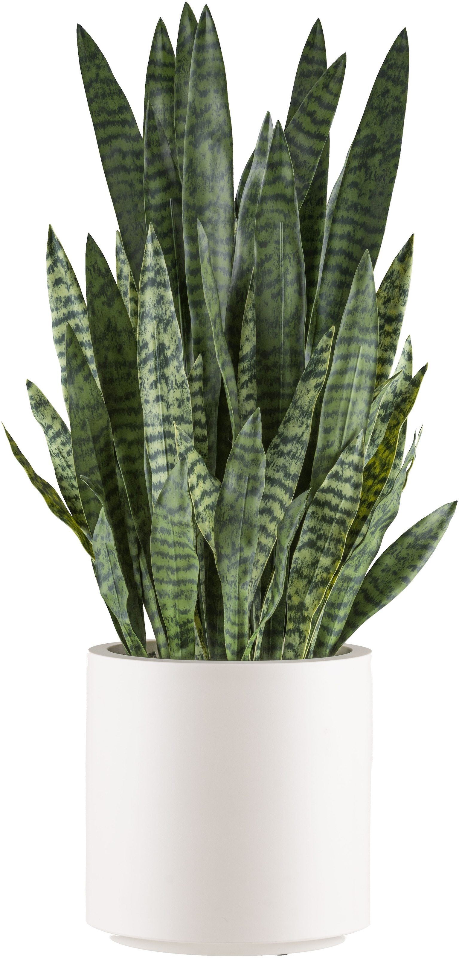 Creativ green Kunstpflanze »Sanseveria zeylanica«, im eleganten cremefarbenen Topf