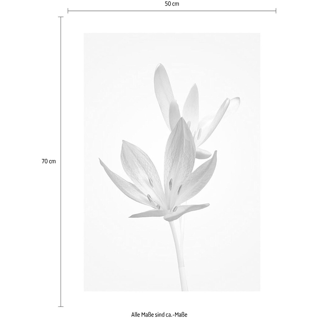 Komar Poster »Autumn Crocus«, Blumen, (1 St.)