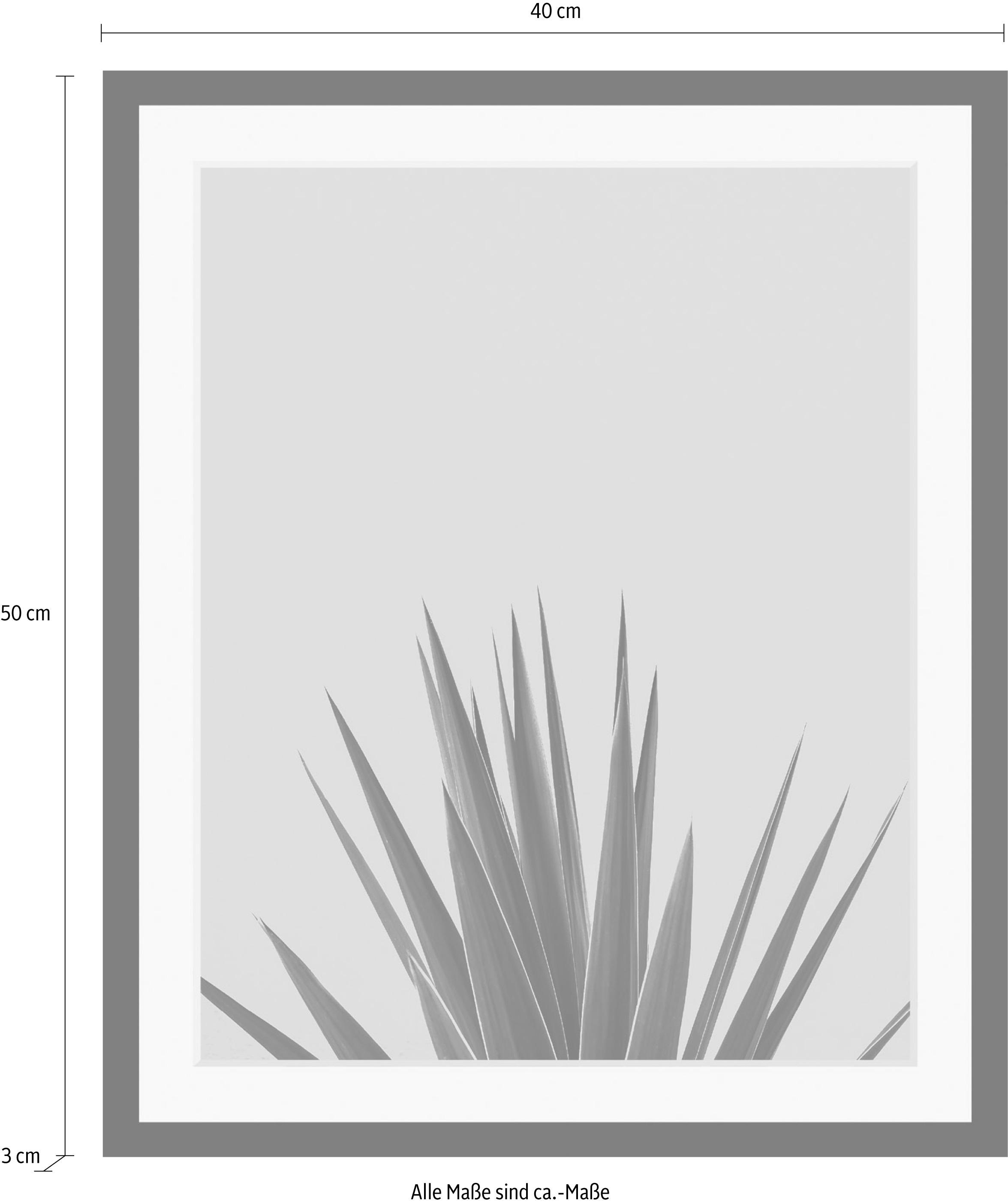 queence Bild »Palme«, Kunst-Pflanzen-Foto-Pflanzenbilder-Stechpalme, HD Premium Poster-Druck inkl. Holzrahmen