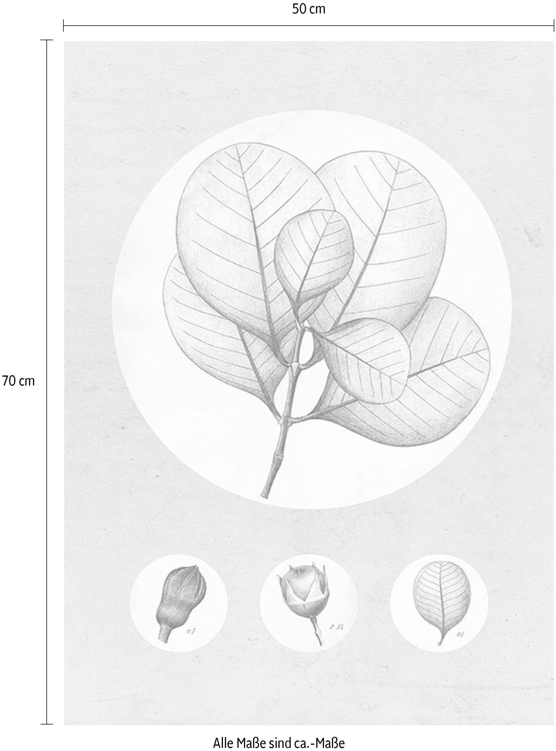 Komar Bild »Transparent Leaf«, Pflanzen-Blätter, (1 St.), Wandbild zur Dekoration - ohne Rahmen