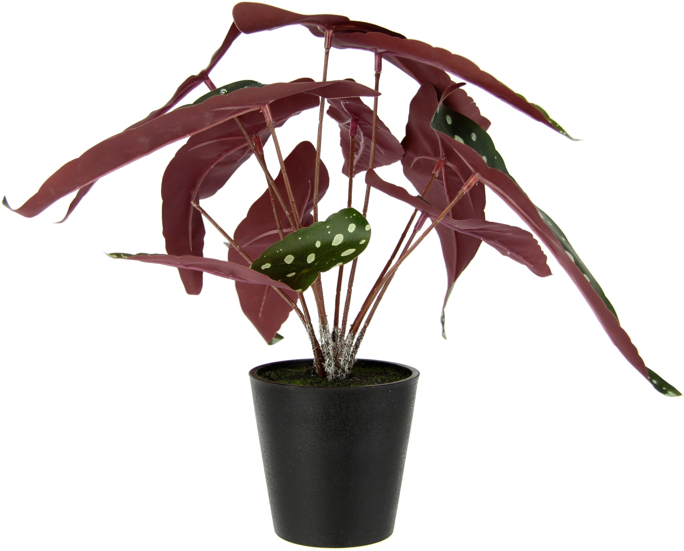 I.GE.A. Kunstpflanze »Strauchbegonie«, Im Topf, Seidenblumen, Real Touch Kunstpflanzen