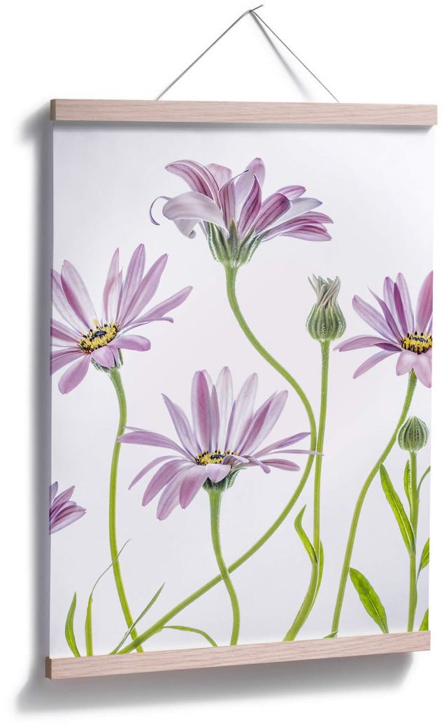Wall-Art Poster »Gänseblümchen«, Blumen, (1 St.), Poster ohne Bilderrahmen