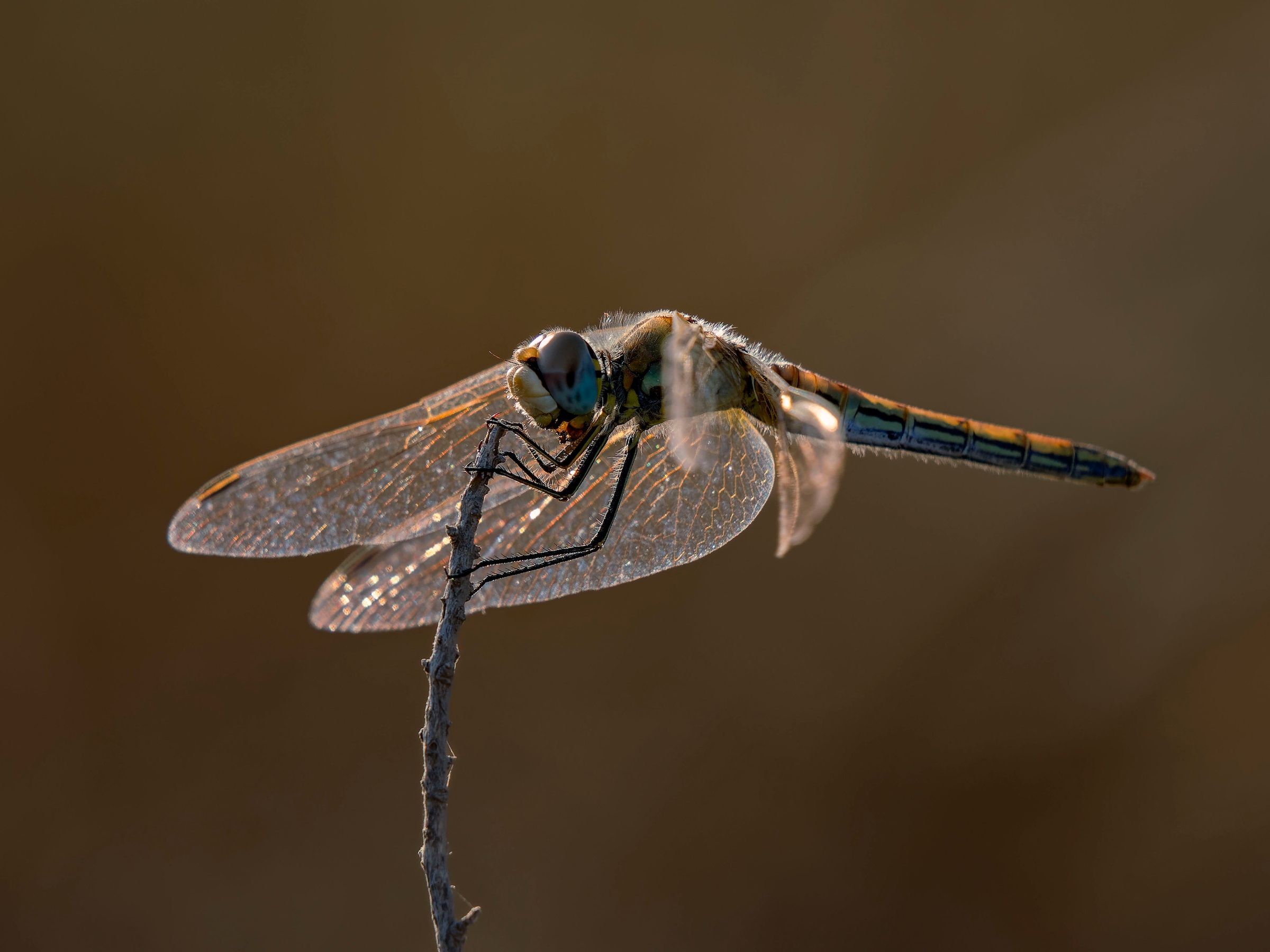 OM SYSTEM Objektiv »M.Zuiko Digital ED 100-400mm F5.0-6.3 IS II«