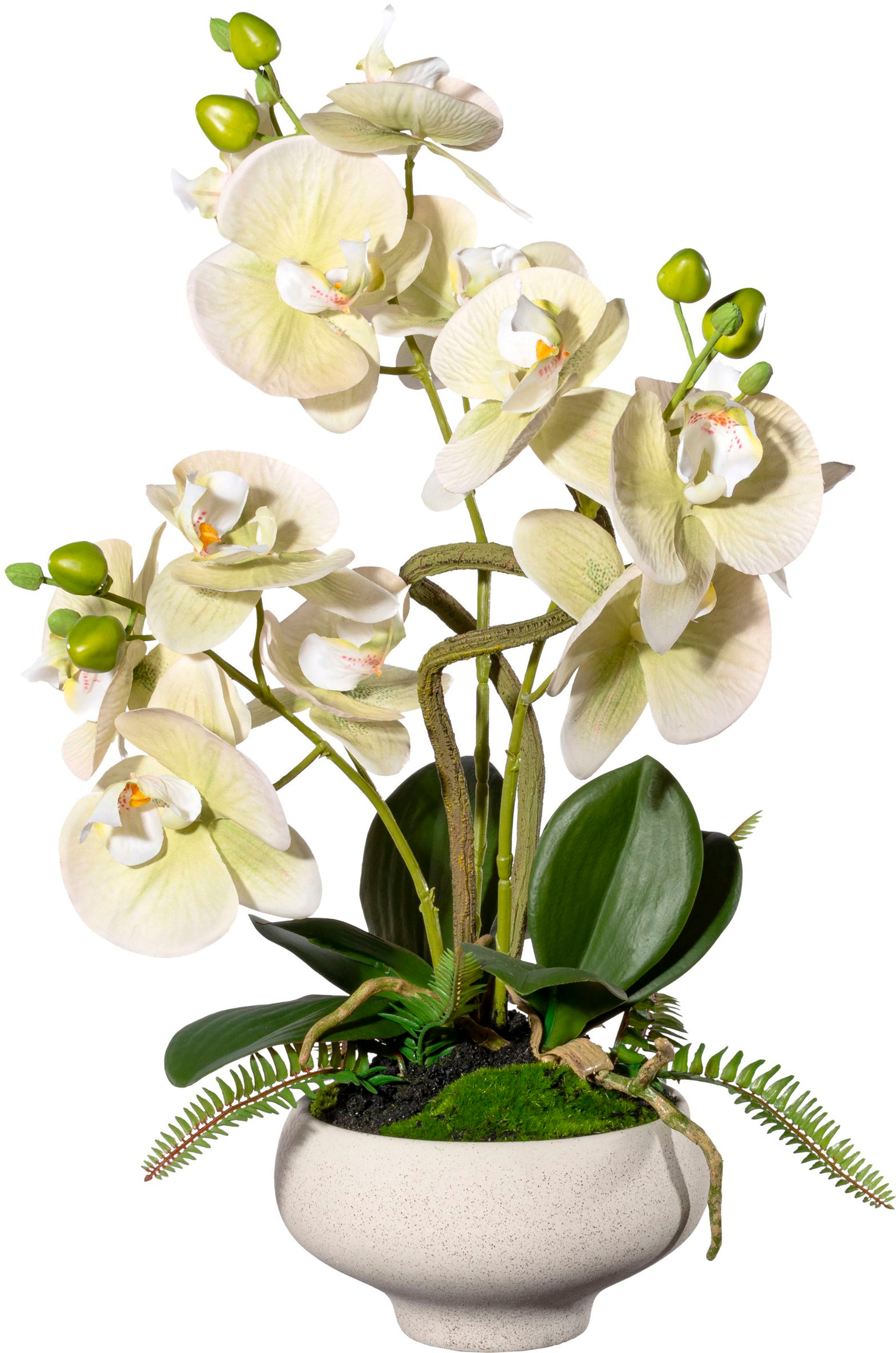 (1 Keramiktopf«, Kunstorchidee green bei Creativ Phalaenopsis im St.) OTTO »Orchidee