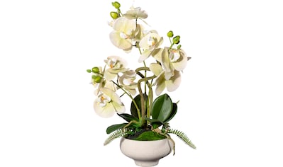 St.), bestellen online »Phalaenopsis«, im (1 OTTO green bei Creativ Keramikschiff Kunstorchidee