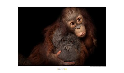 Komar Poster »Bornean Orangutan«, Tiere, Höhe: 40cm kaufen