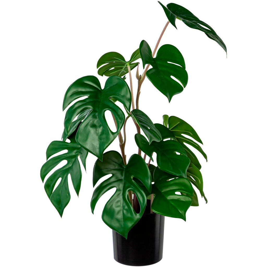 Creativ green Künstliche Zimmerpflanze »Split-Philodendron-Pflanze«