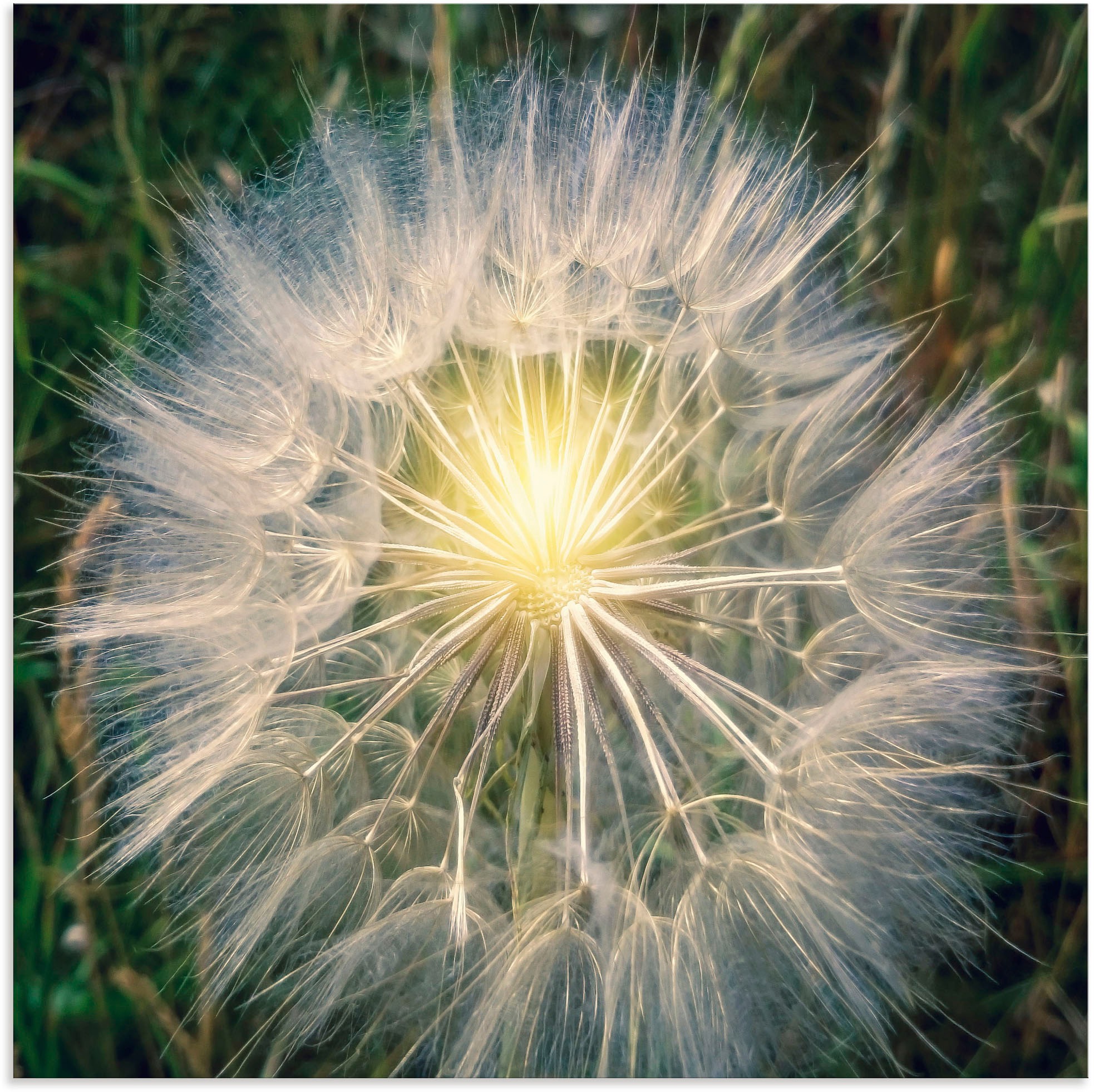 Artland Wandbild »Pusteblume Makroaufnahme mit Licht«, Blumenbilder, (1 St.), in vielen Größen & Produktarten - Alubild / Outdoorbild für den Außenbereich, Leinwandbild, Poster, Wandaufkleber / Wandtattoo auch für Badezimmer geeignet