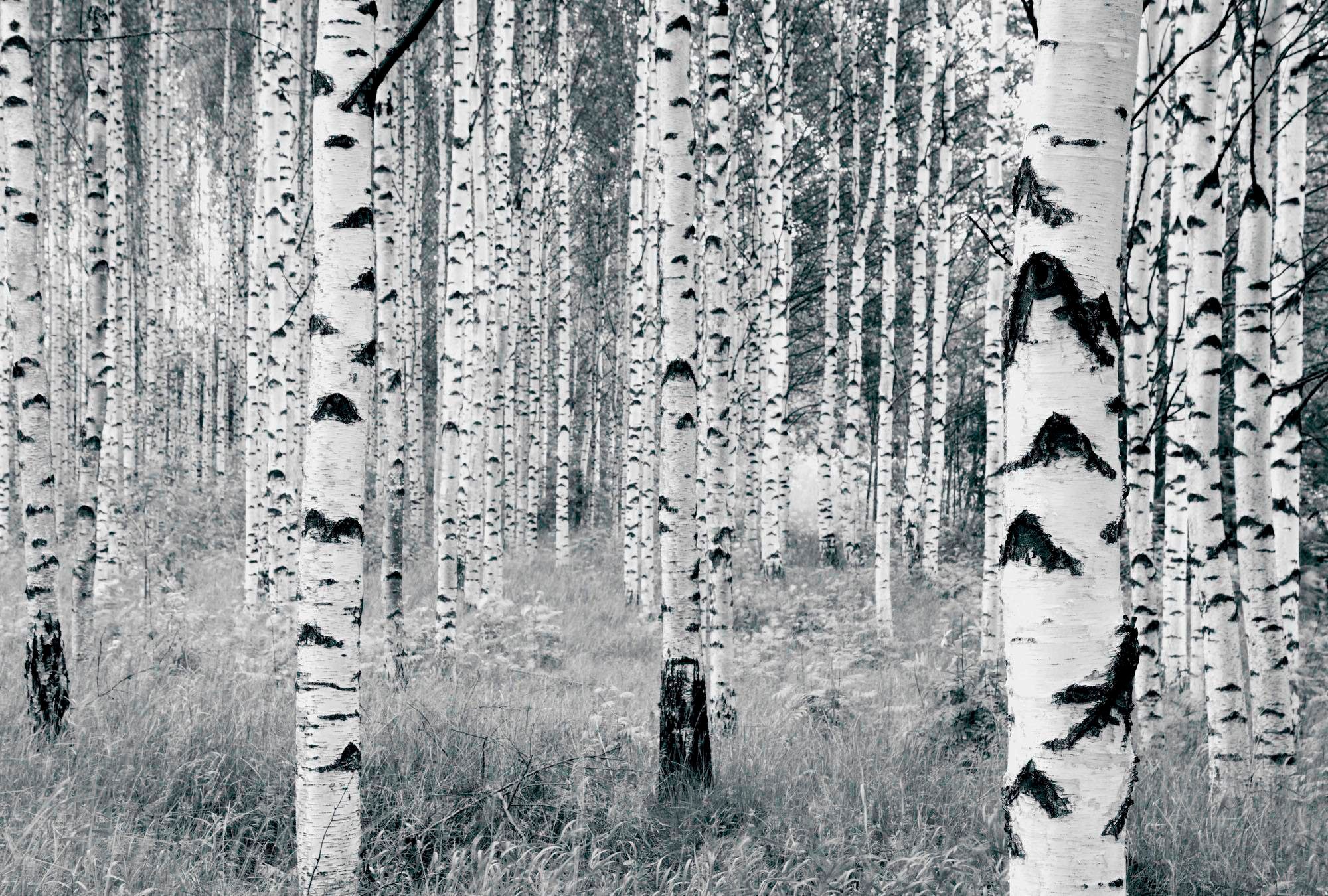 Komar Vliestapete »Woods«, naturalistisch