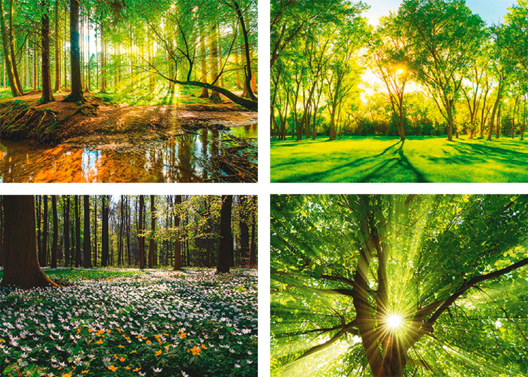 Poster Wald, (4 OTTO Baum«, Frühling Windrosen Wandposter Artland »Wald Wandbild, bei Bild, Sonne Poster, St.), Bach