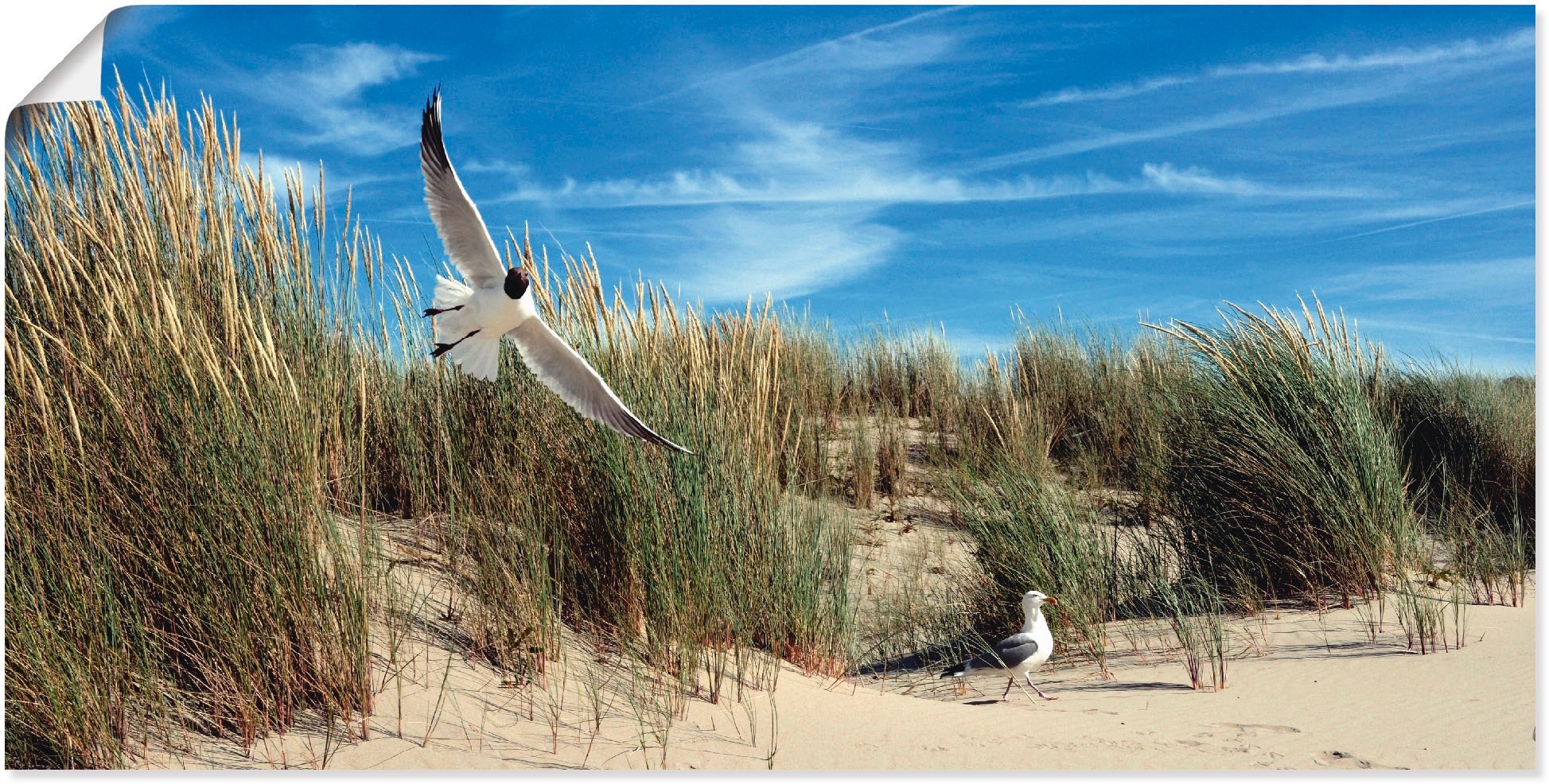 Artland Wandbild »Möwe und Seeschwalbe in Dünenlandschaft«, Vögel, (1 St.), in vielen Größen & Produktarten - Alubild / Outdoorbild für den Außenbereich, Leinwandbild, Poster, Wandaufkleber / Wandtattoo auch für Badezimmer geeignet