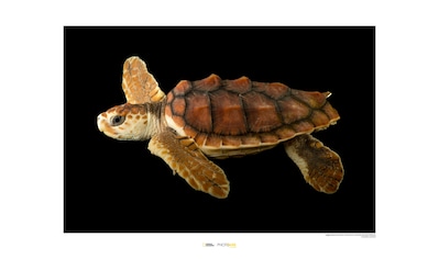 Komar Poster »Loggerhead Sea Turtle«, Tiere, Höhe: 30cm kaufen