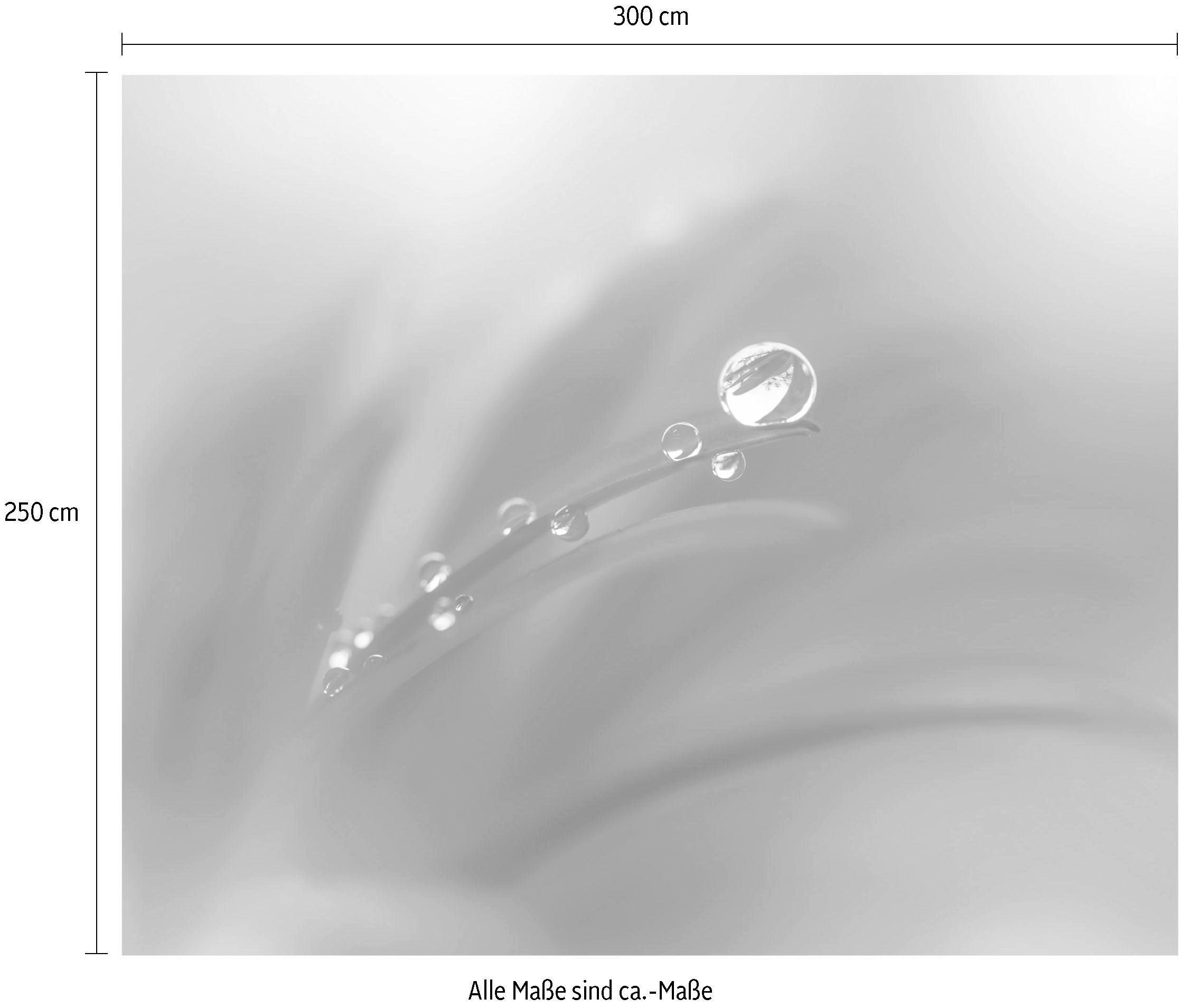 Komar Vliestapete »Digitaldruck Vlies - Tautropfen - Größe 300 x 250 cm«, bedruckt, Wohnzimmer, Schlafzimmer