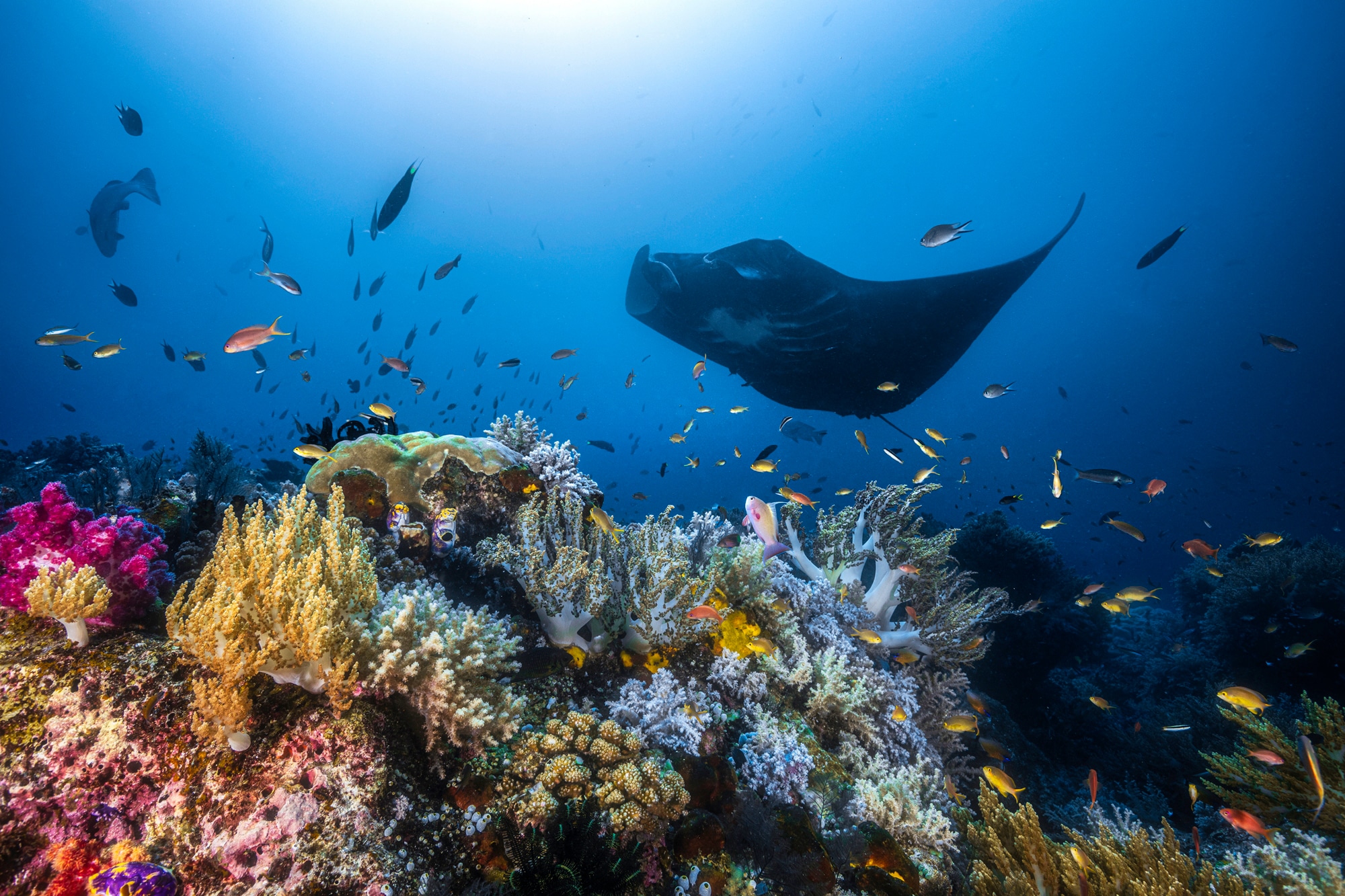 Fototapete »Photo-Art BARATHIEU GABRIEL, MANTA REEF AUF DEM RIFF«