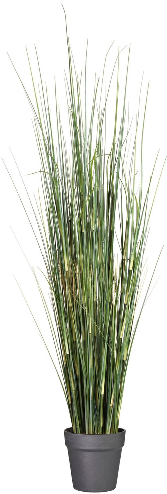 Creativ Green Kunstgras »Equisetumgras« im Kunststofftopf in grün, Größe B/H/L: 155 cm